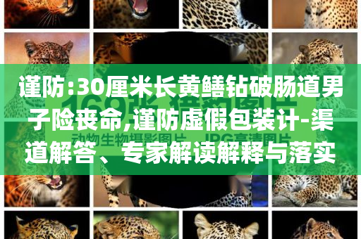 謹(jǐn)防:30厘米長(zhǎng)黃鱔鉆破腸道男子險(xiǎn)喪命,謹(jǐn)防虛假包裝計(jì)-渠道解答、專(zhuān)家解讀解釋與落實(shí)