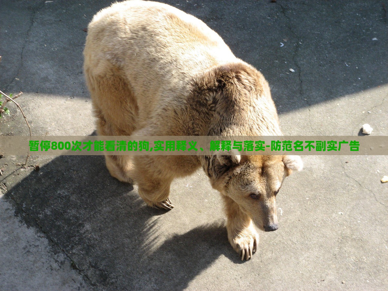 暫停800次才能看清的狗,實用釋義、解釋與落實-防范名不副實廣告